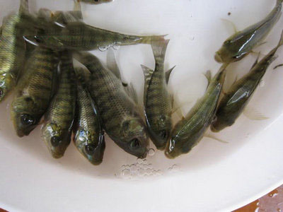 羅非魚(yú)魚(yú)苗  1