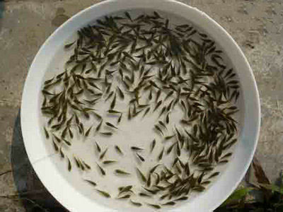 羅非魚(yú)魚(yú)苗  7